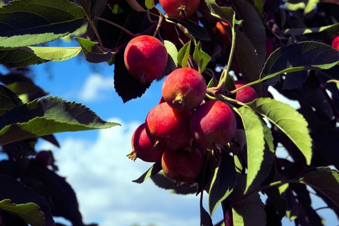 #10. Crabapple